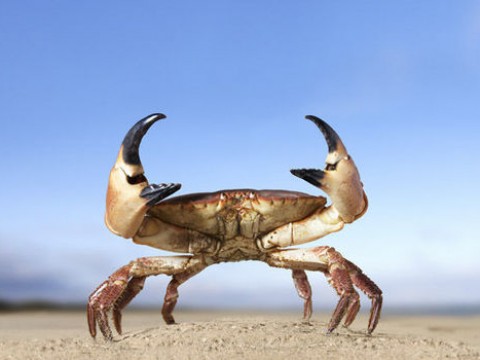 Seabass