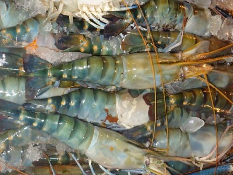 Block & IQF King Prawns