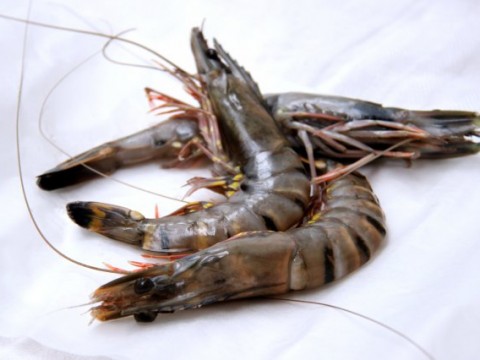 Raw Head on Black Tiger Prawns